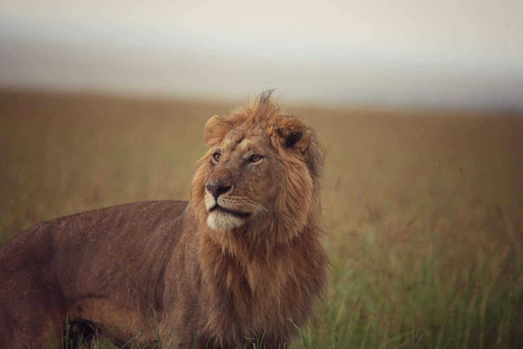 10 Interesting Facts About African Lions