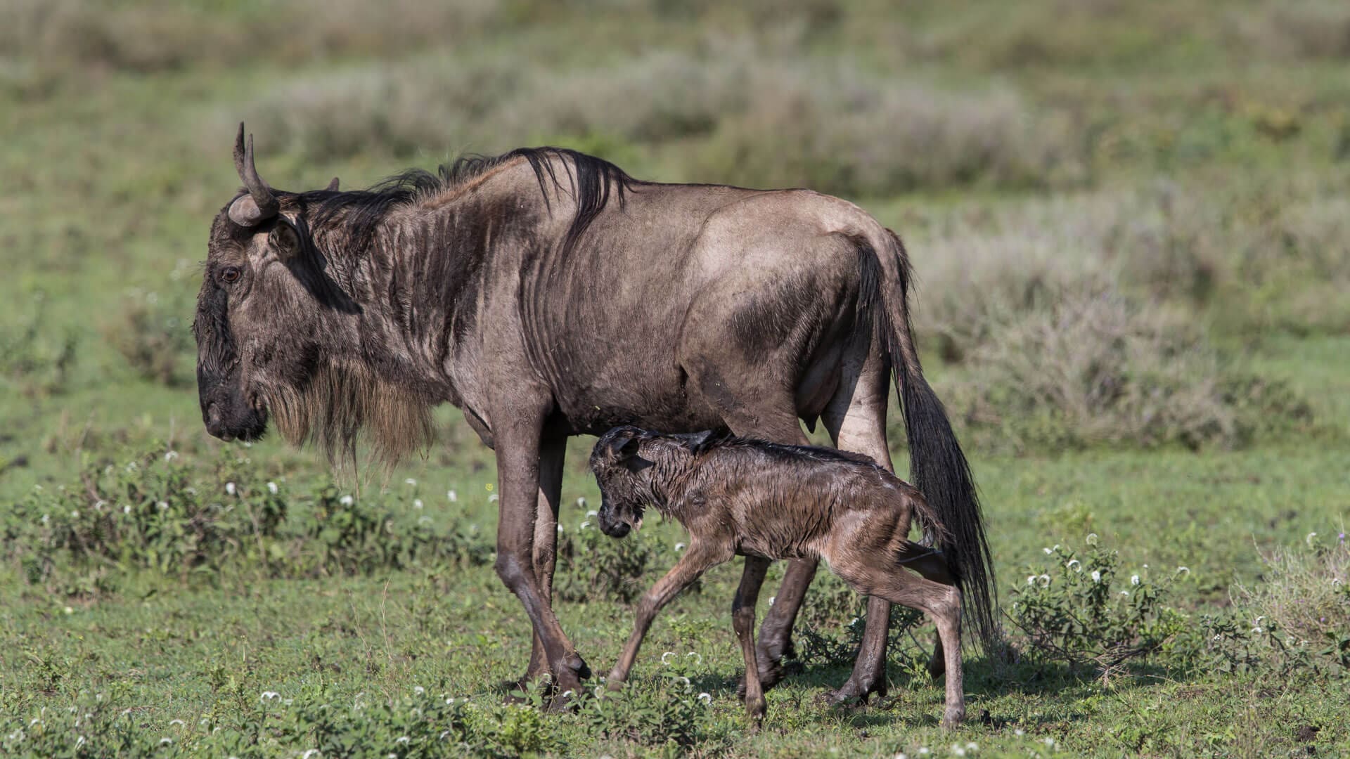 Wildebeest-calf-with-mother-taking-first-steps