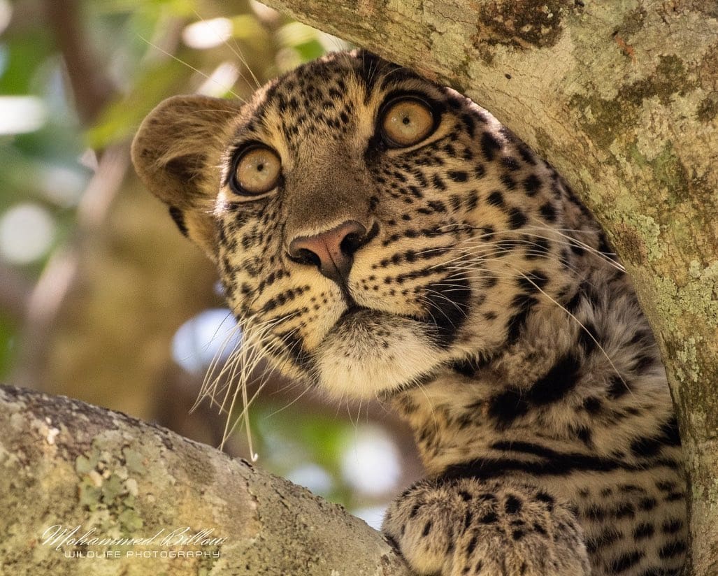 [PHOTOS] - Celebrating International Leopard Day