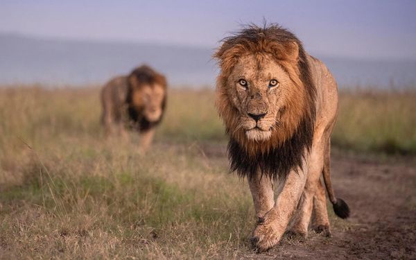 Logol Lion from Masai Mara - Photo by Felix Rome from Governors Camp Masai Mara