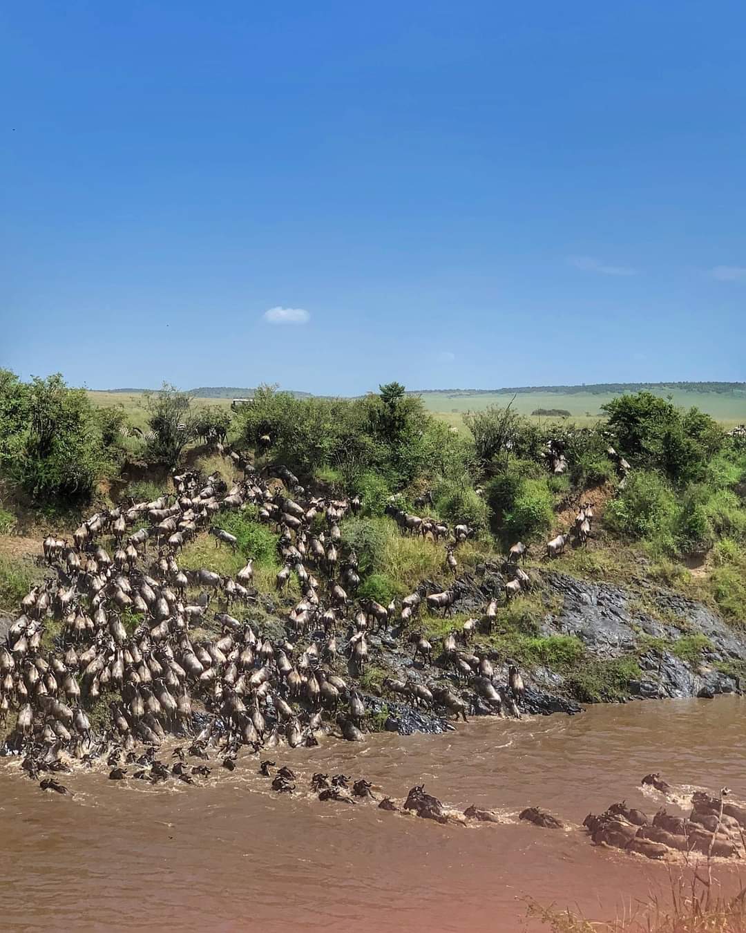 Wildebeest Migration in Kenya - Wildebeest Sightings Week 4 July 2022