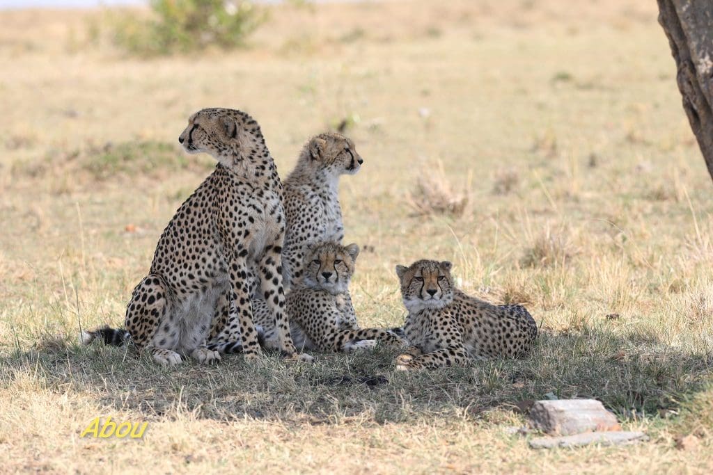 Neema and Cubs Masai Mara - August Weekely Sightings - Discover Africa Wildlife