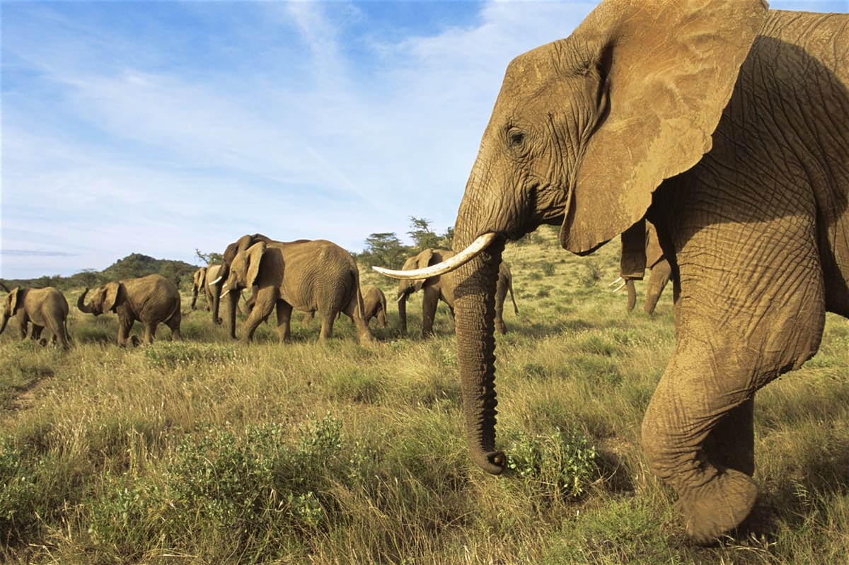 Samburu National Park- 5 Best Places to spot Elephants in Kenya