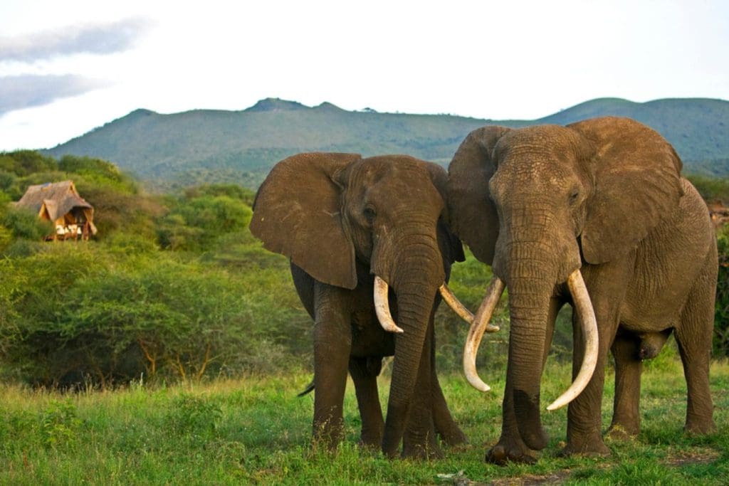  The Chyulu Hills - 5 Best Places to spot Elephants in Kenya