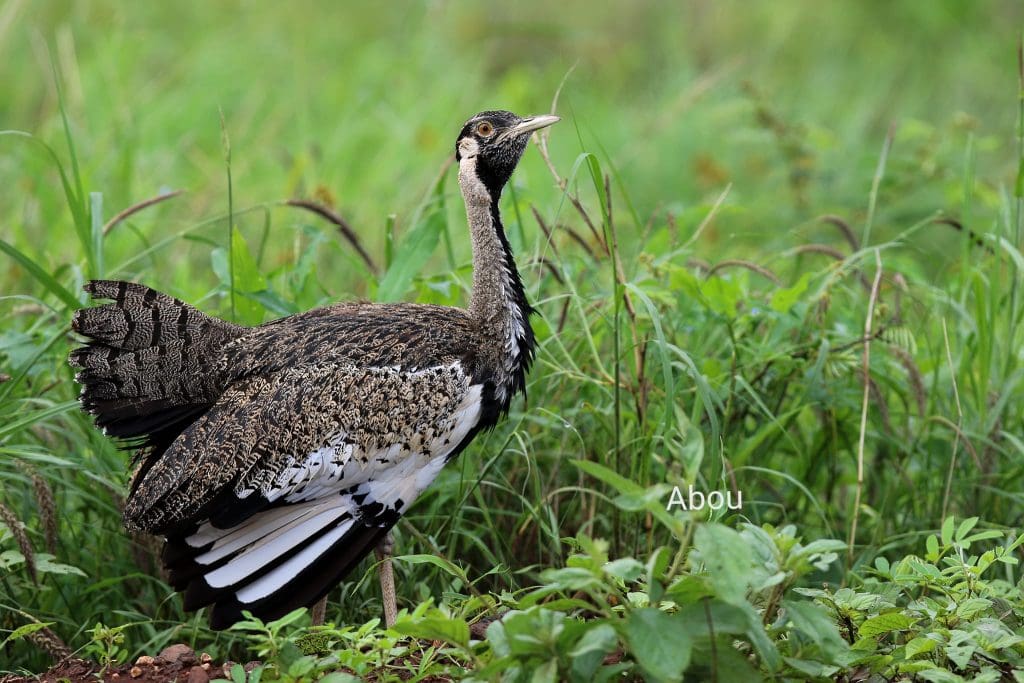 November Wildlife Sightings in Meru National Park.