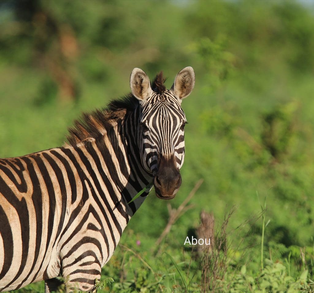 November Wildlife Sightings in Meru National Park.