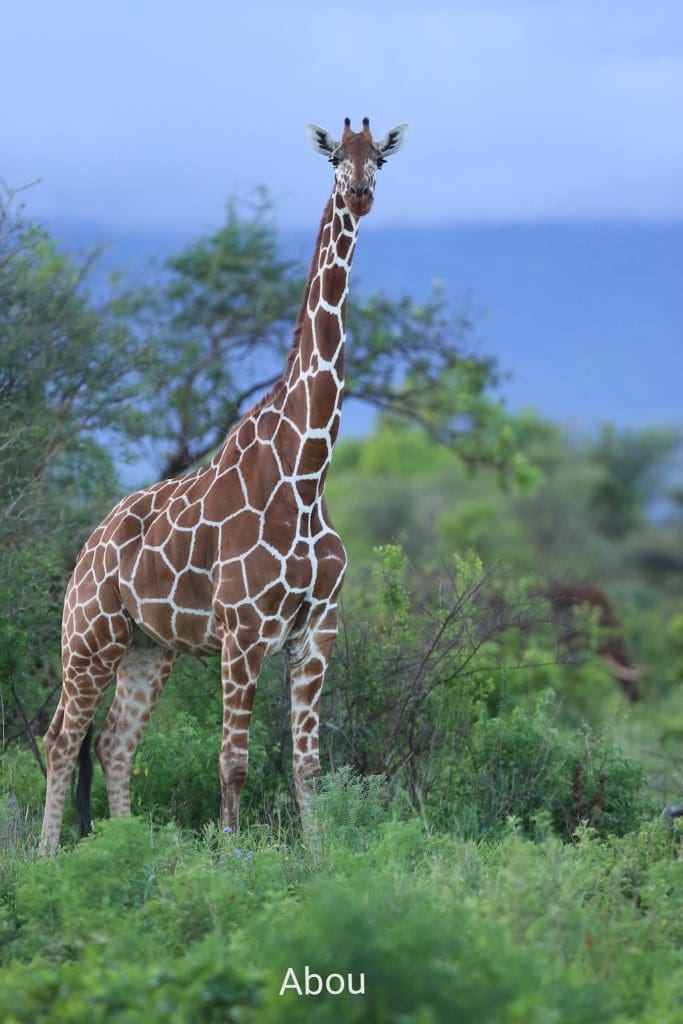 November Wildlife Sightings in Meru National Park.