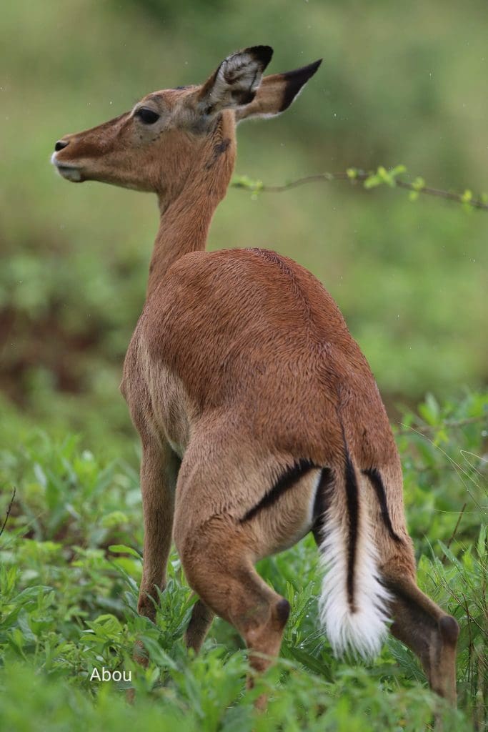 November Wildlife Sightings in Meru National Park.