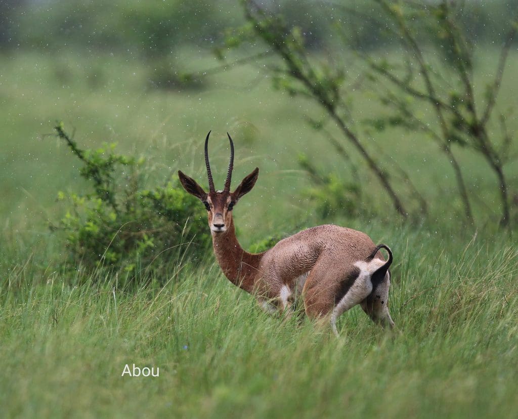 November Wildlife Sightings in Meru National Park.