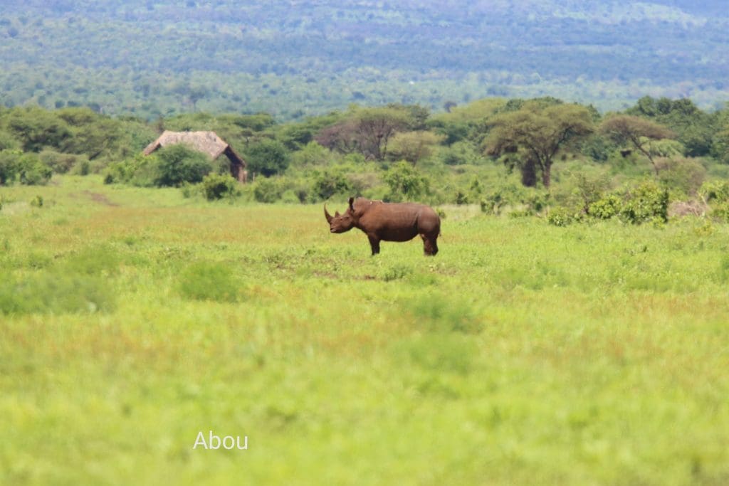 November Wildlife Sightings in Meru National Park.