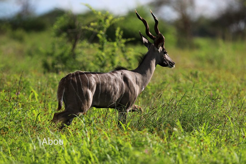 November Wildlife Sightings in Meru National Park.