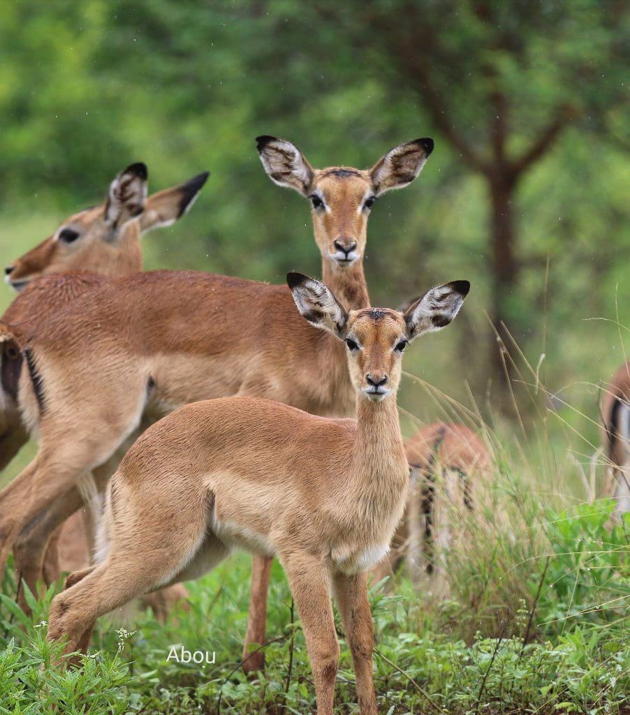 November Wildlife Sightings in Meru National Park.