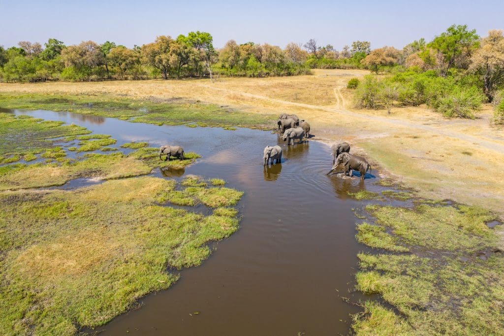 Elephants in Okavango Delta - Botswana Safaris