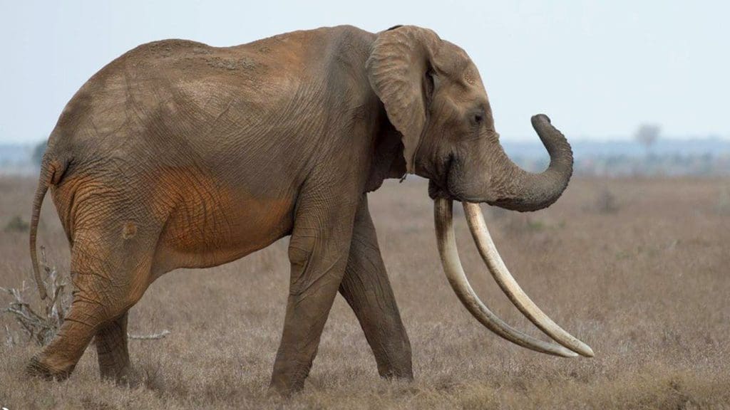Satao II in Tsavo East National Park
