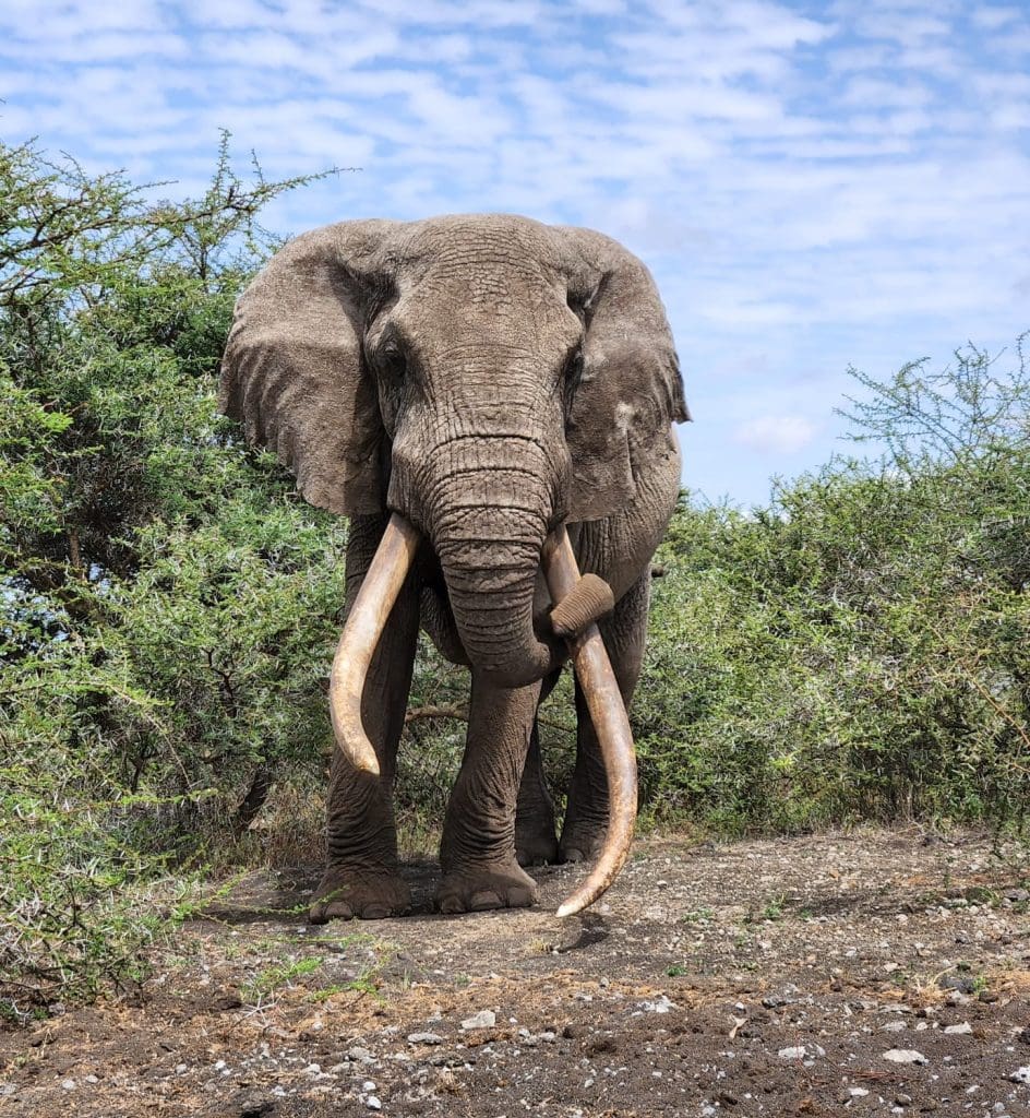 One Ton - One of Amboseli Tuskers - Big Super Elephant Tuskers of Amboseli - Photo by @JamesKirisia of Great Plains Conseravtion