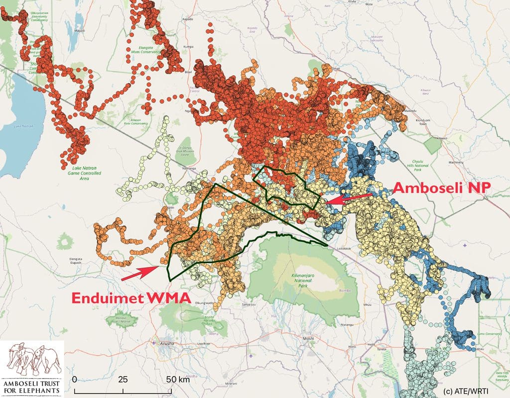 A map illustrating AERP’s recent (2019 to present) tracking results of eight young males from known Amboseli families. It is reasonable to assume that any elephant found in this area of Tanzania is part of the cross-border population and has been captured by AERP’s long-term study. © Amboseli Trust for Elephants