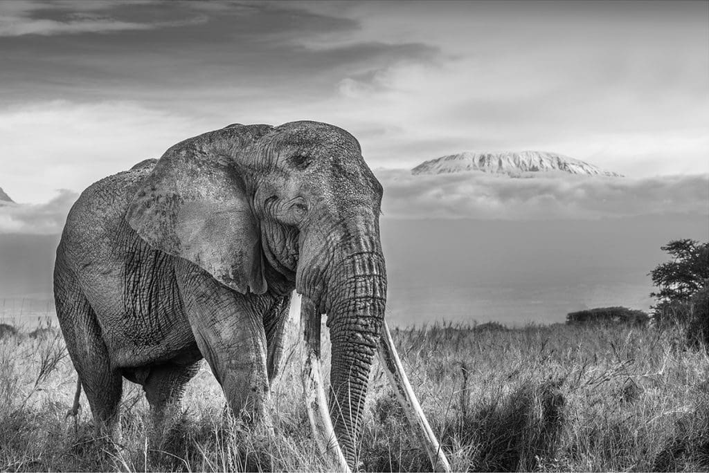 Tolstoy Elephant in Amboseli - Tolstoy Elephant in Amboseli | Big Super Elephant Tuskers of Amboseli