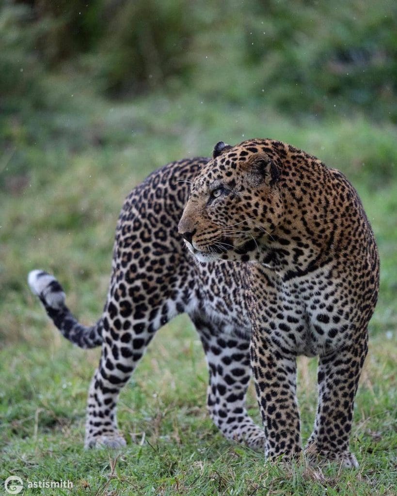 Interesting Facts About African Leopards