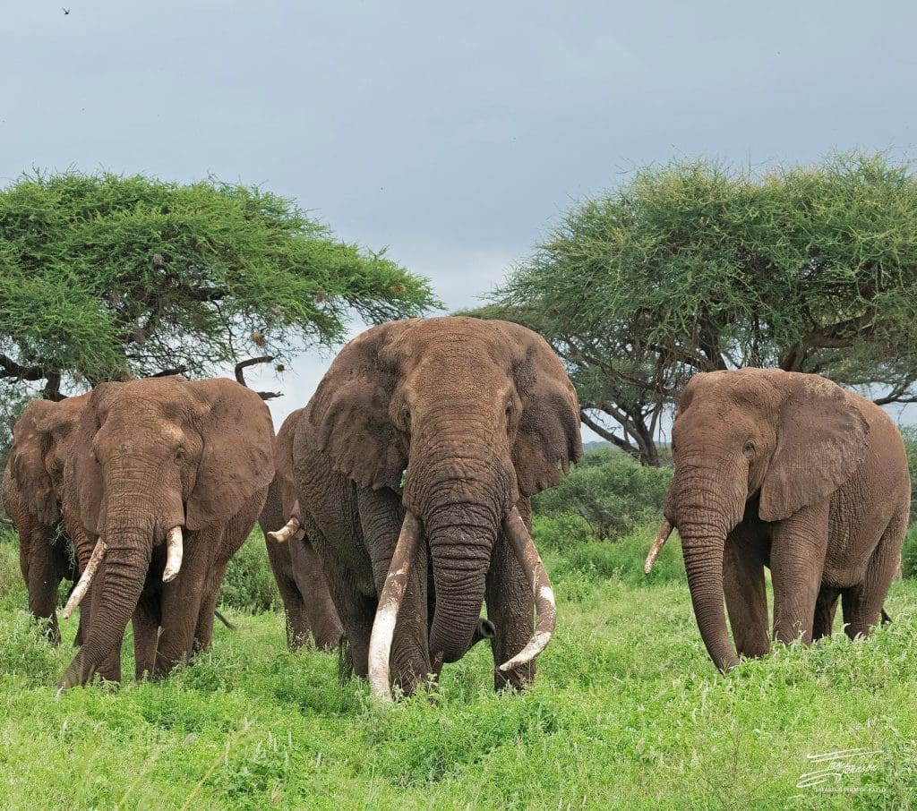 Tim the Elephant in Amboseli | Big Super Elephant Tuskers of Amboseli