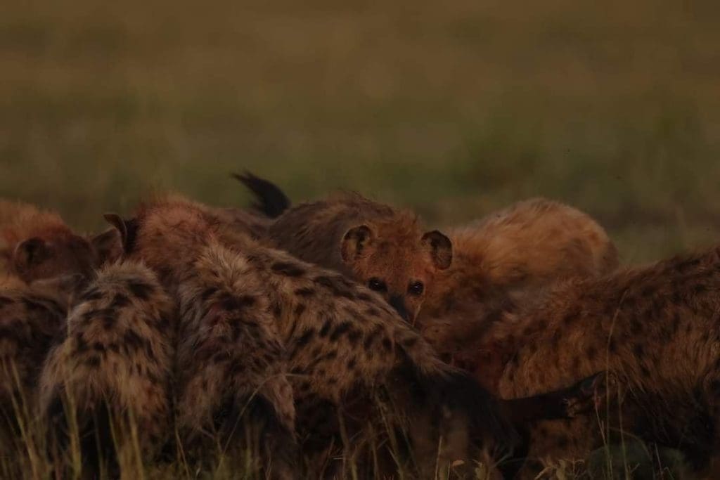 Rare Sighting - Hyena Rips off a Buffalo Calf in Masai Mara