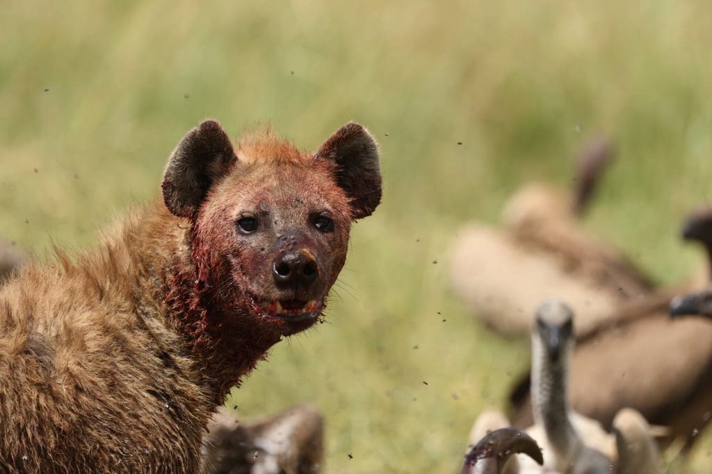 Rare Sighting - Hyena Rips off a Buffalo Calf in Masai Mara