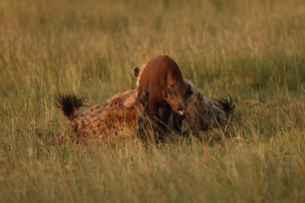Rare Sighting - Hyena Rips off a Buffalo Calf in Masai Mara