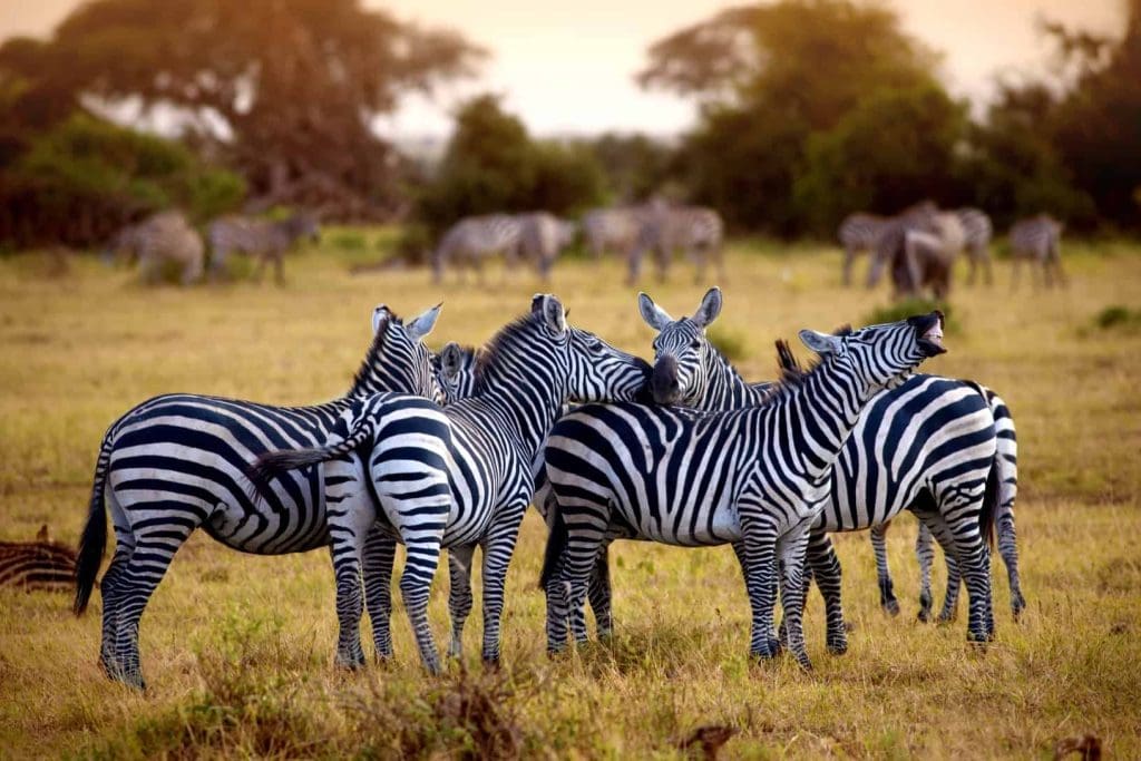 The Best Time of Year for an African Safari Adventure