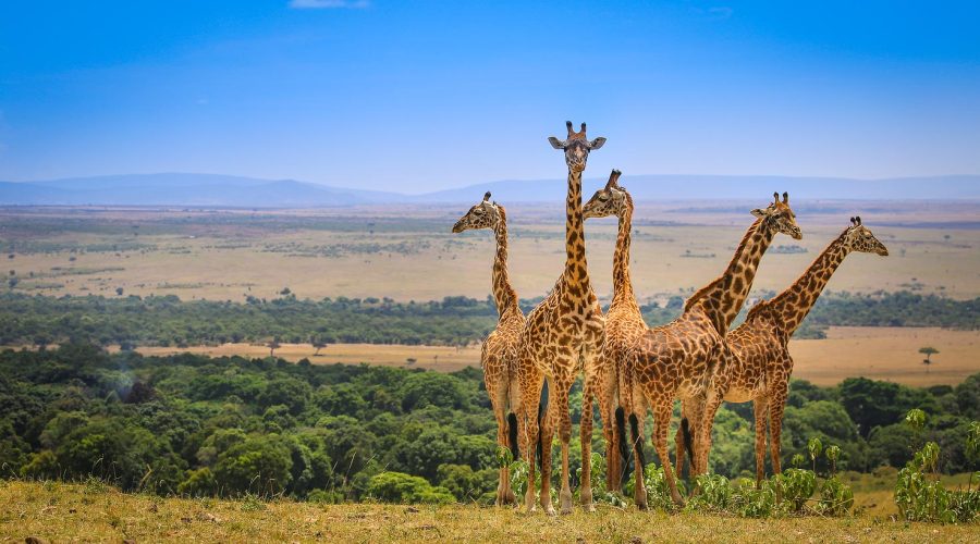 Wildlife in Kenya - Kenya Safaris - All About Kenya