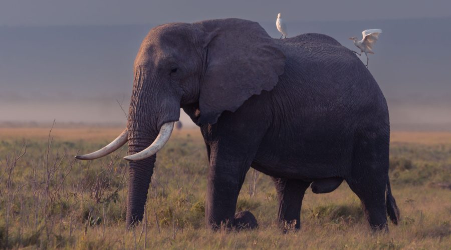 Wildlife in Kenya - Kenya Safaris - All About Kenya