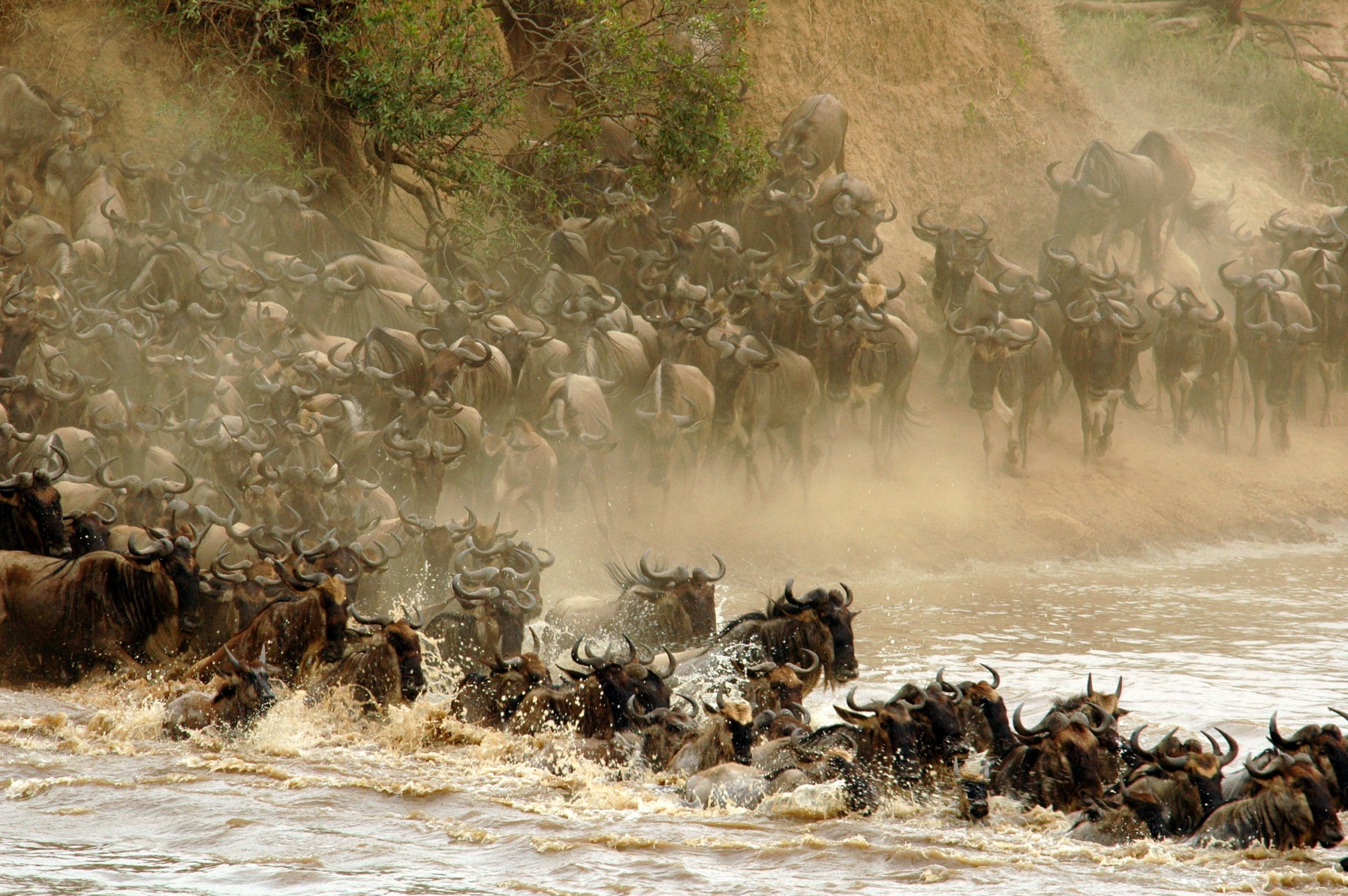 wildebeest crossing the raging waters of Mara River-All You Need to Know About Wildebeest Migration and Crossings in Kenya and Tanzania 2022-2023