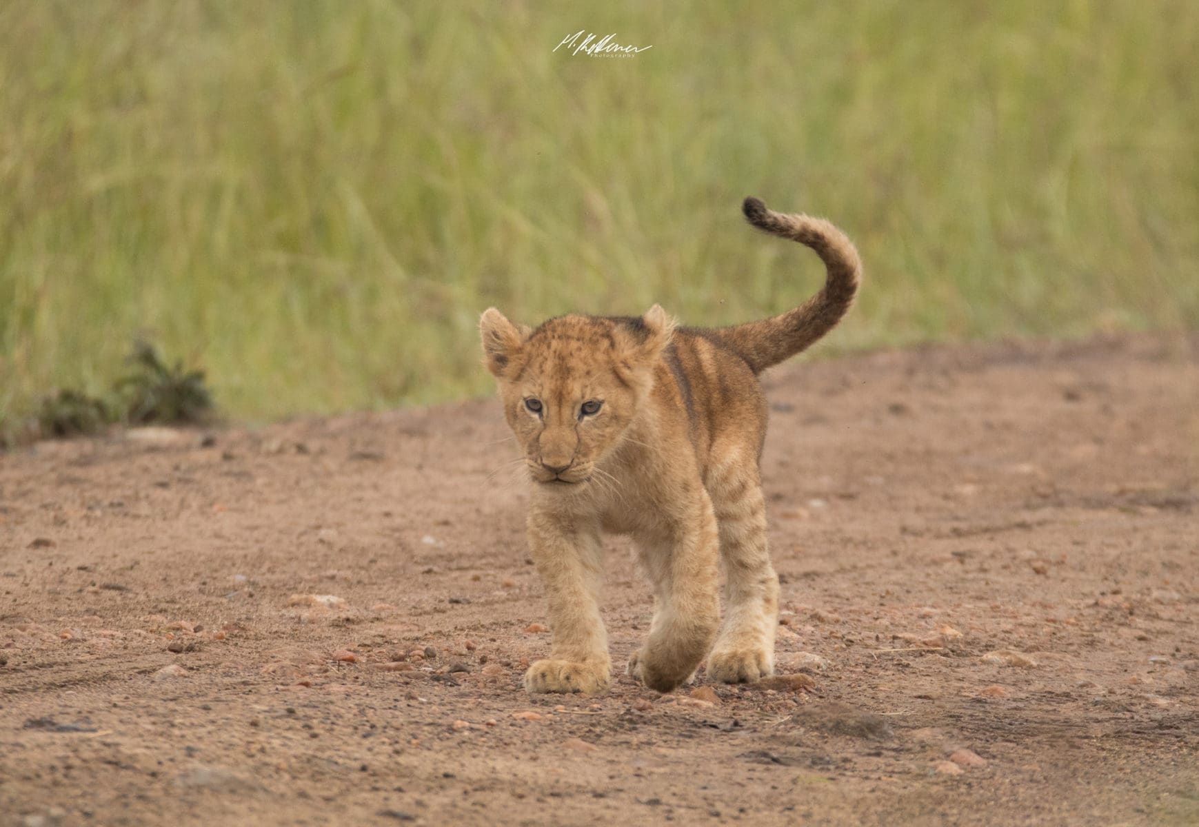 10 Interesting Facts About African Lions