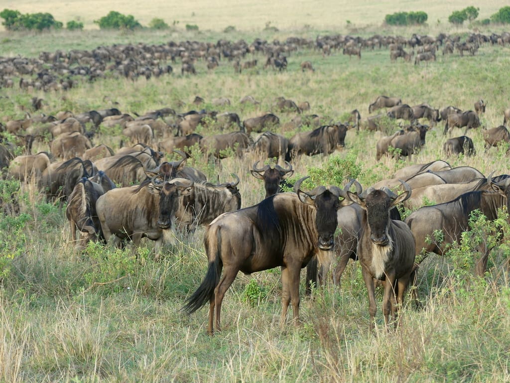 Wildebeest Migration, Rekero Pride, Big Cats Sightings - Weekly Sightings