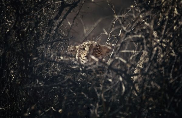 [PHOTOS] - Celebrating International Leopard Day