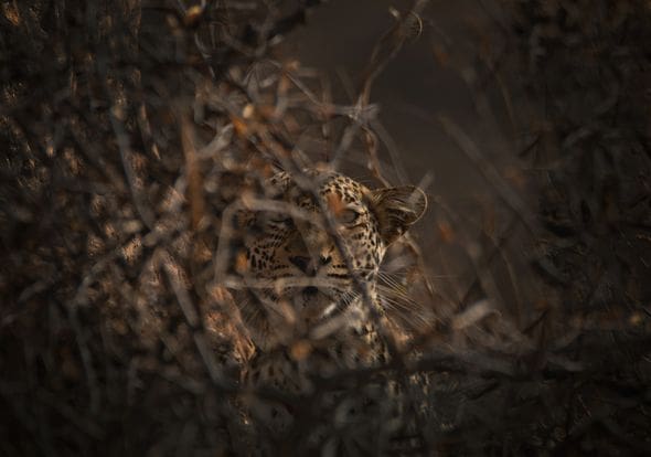 [PHOTOS] - Celebrating International Leopard Day