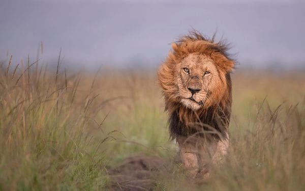 Logol Lion from Masai Mara - Photo by Felix Rome from Governors Camp Masai Mara