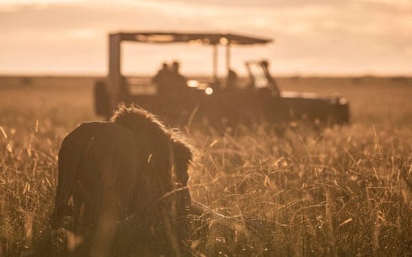 Logol Lion from Masai Mara - Photo by Felix Rome from Governors Camp Masai Mara