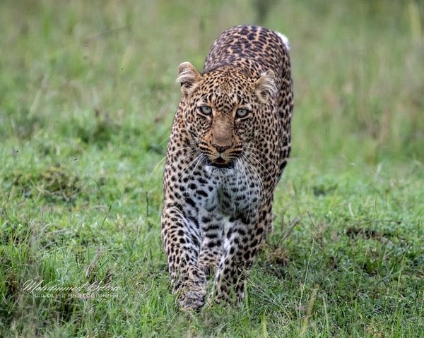 [PHOTOS] - Celebrating International Leopard Day