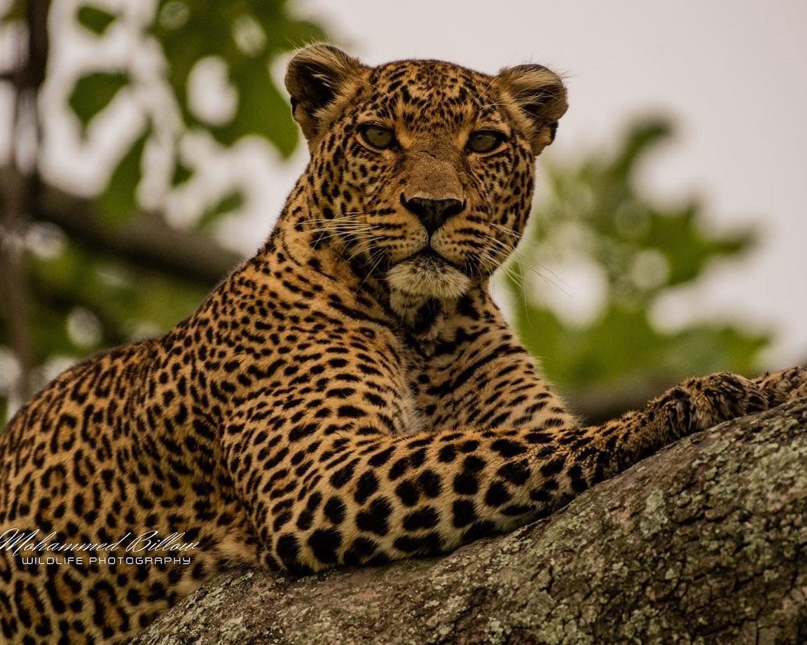 [PHOTOS] - Celebrating International Leopard Day