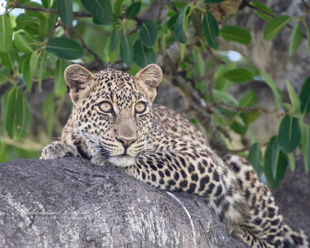 [PHOTOS] - Celebrating International Leopard Day