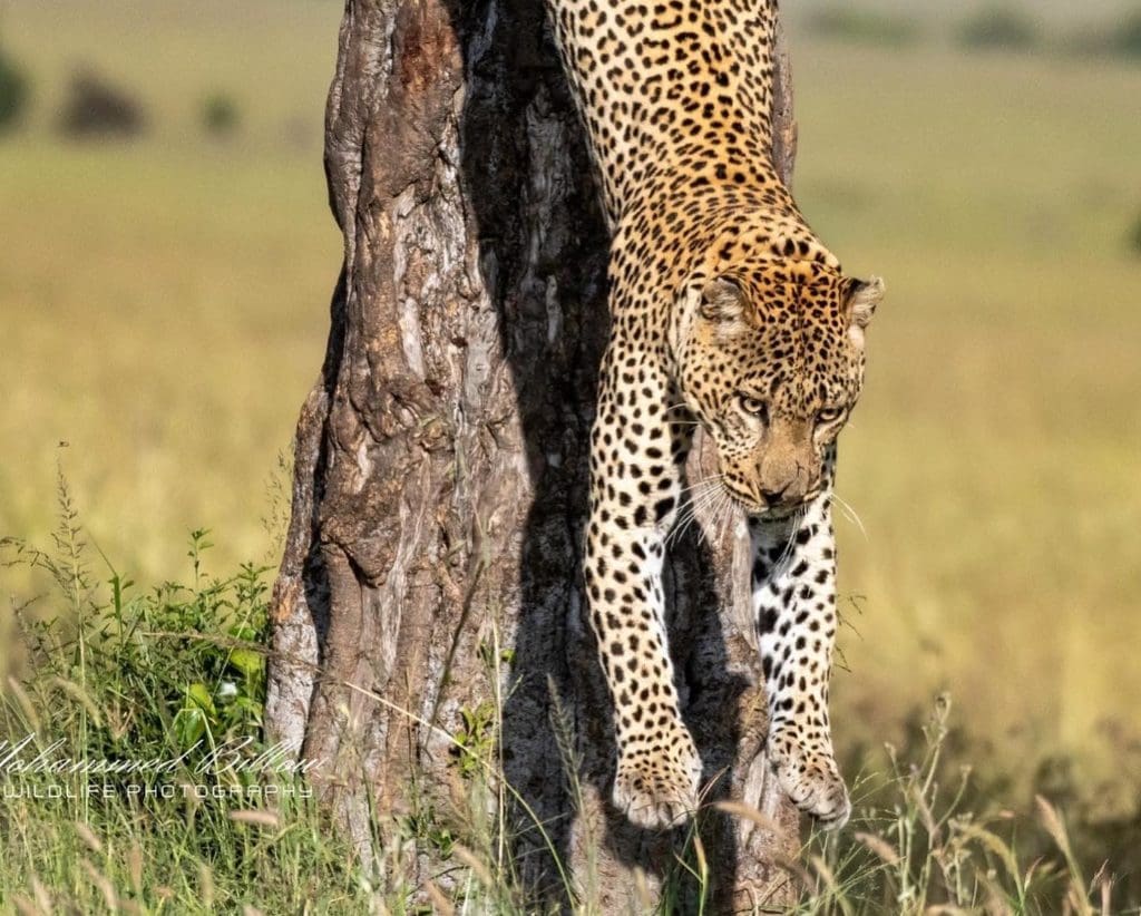 [PHOTOS] - Celebrating International Leopard Day