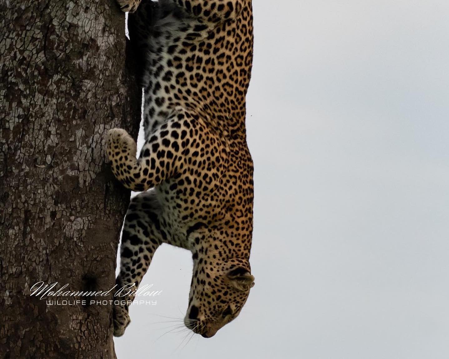 [PHOTOS] - Celebrating International Leopard Day