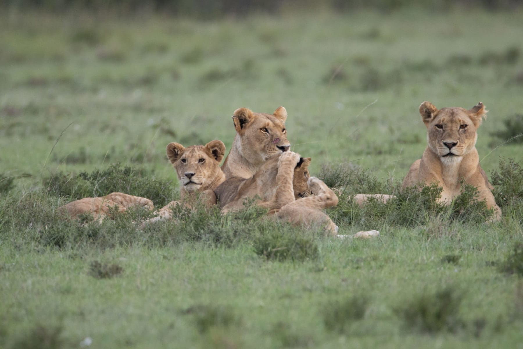 10 Interesting Facts About African Lions - Discover Africa Wildlife - Latest Sightings