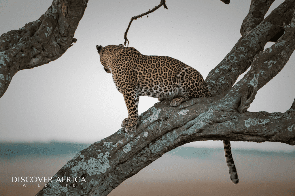 Weekly Sightings - Bahati The Leopard Sightings in Masai Mara