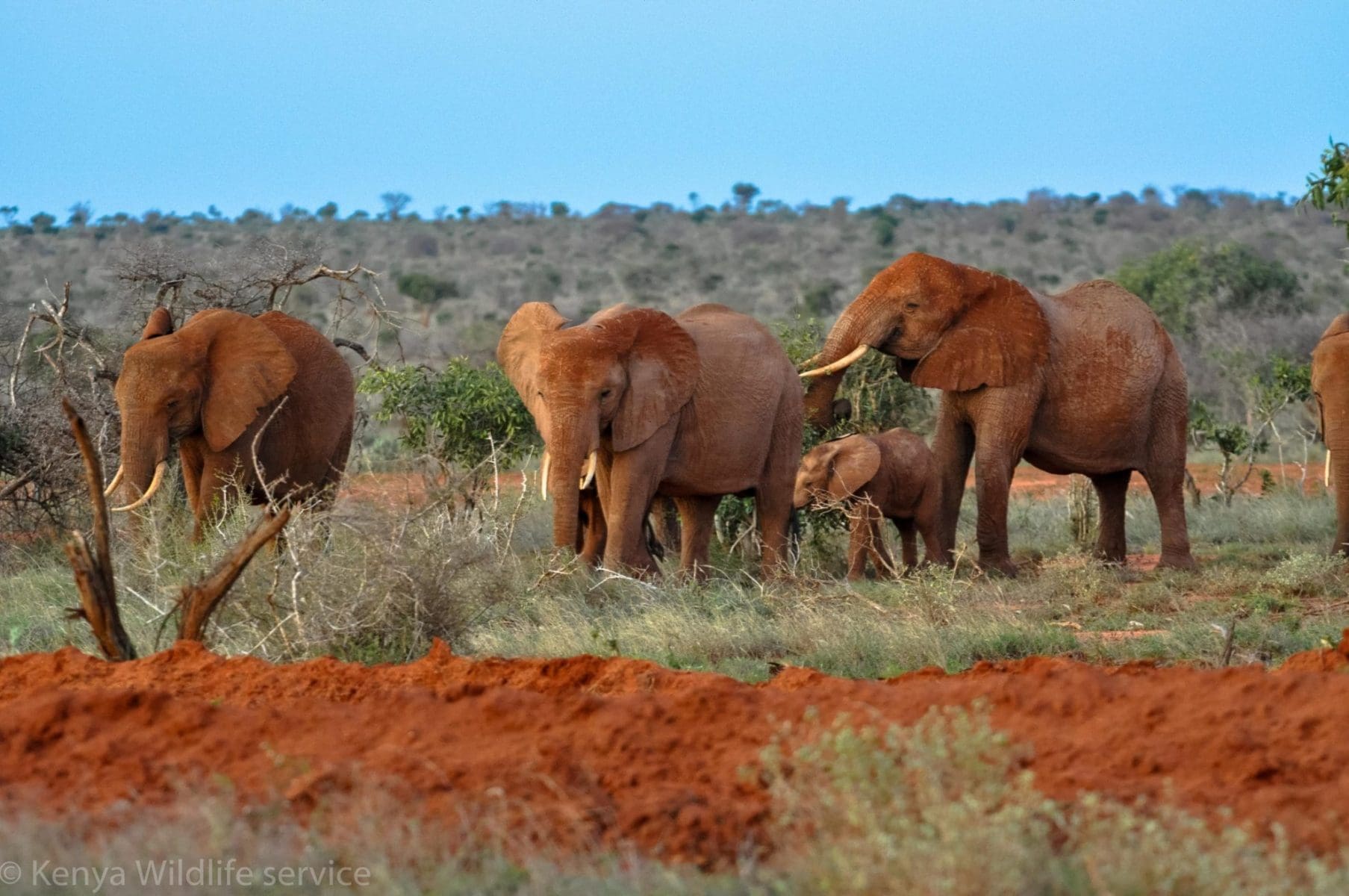Tsavo East and West National Park- 5 Best Places to spot Elephants in Kenya
