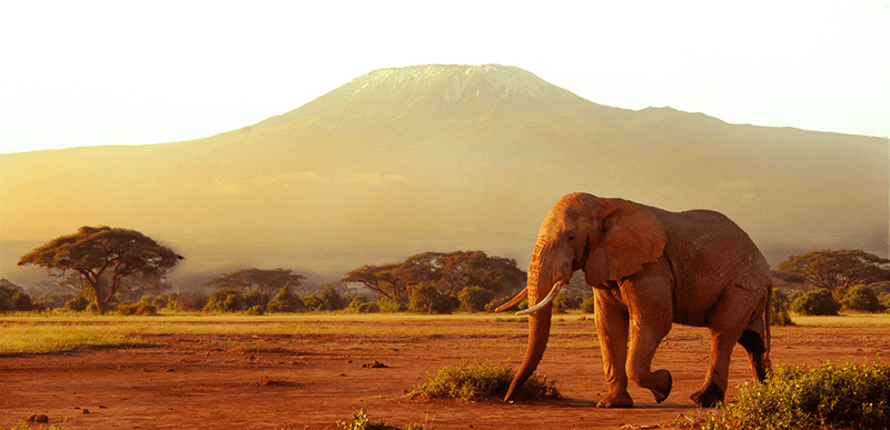 Amboseli National Park- 5 Best Places to spot Elephants in Kenya