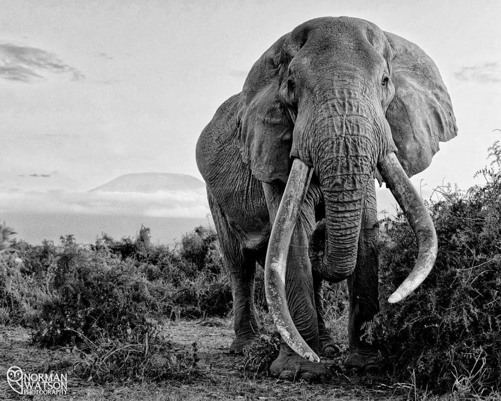 Craig in Amboseli - Photo by Norman Watson Photography