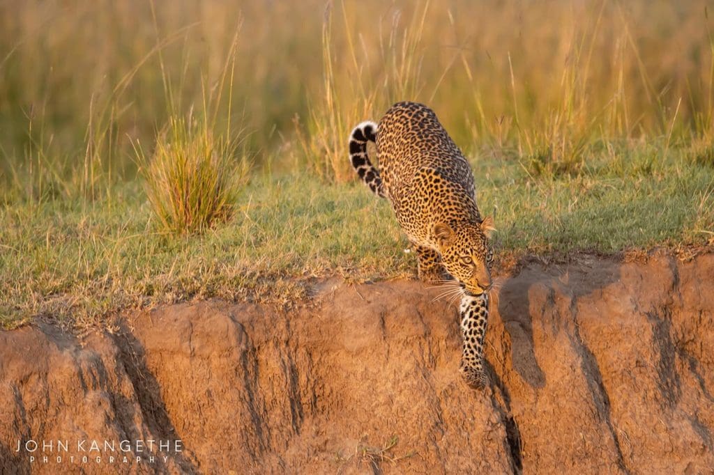 Interesting Facts About African Leopards