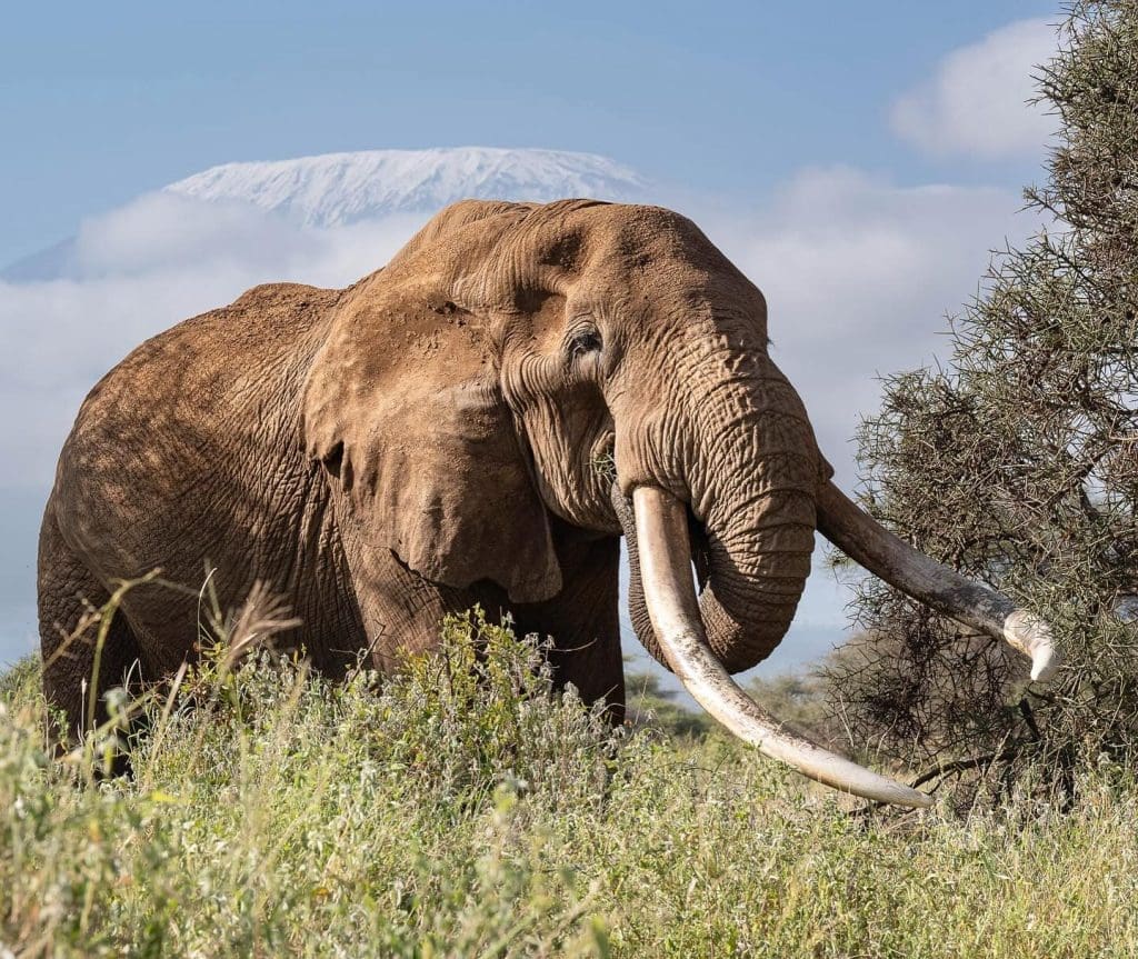 Craig in Amboseli - Photo by Maho Pictures on Instagram