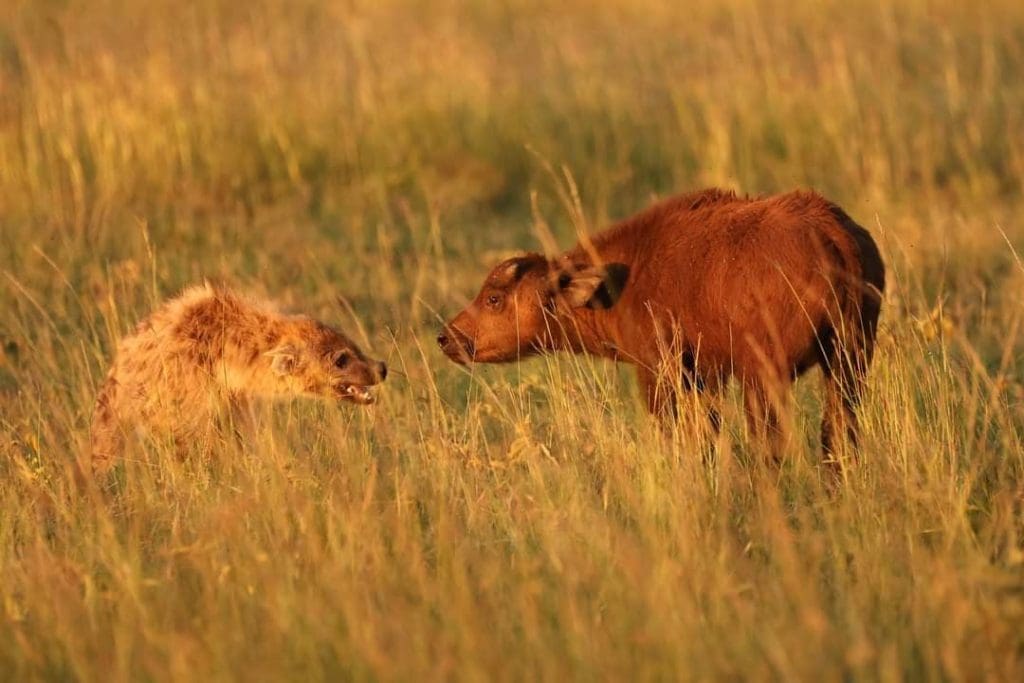 Rare Sighting - Hyena Rips off a Buffalo Calf in Masai Mara