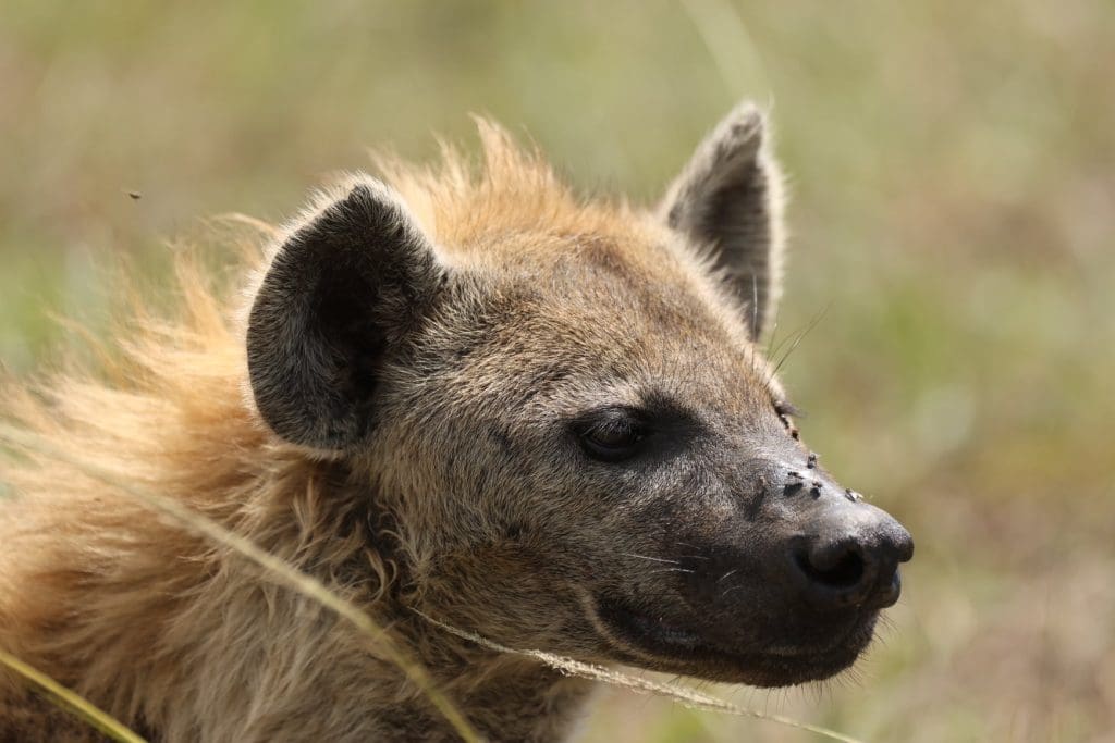 Rare Sighting - Hyena Rips off a Buffalo Calf in Masai Mara